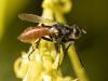 Cylindromyia bicolor
